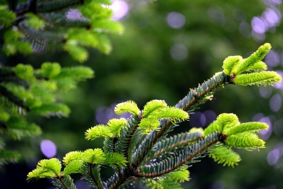 conifer-5217066_1280
